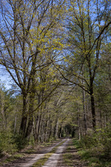 Fototapeta na wymiar Spring in the forest. Schoonloo Drenthe Netherlands. Woods. Trees. Lane