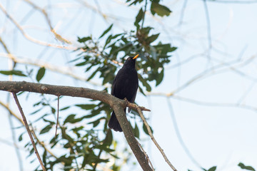 portrait of a blackbird looking into the camera, Blackbird that stopped to be photographed, with black feathers and orange beak and interesting look