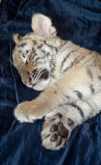 Fototapeta na wymiar Photo with a sleeping tiger cub