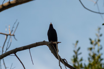 portrait of a blackbird looking into the camera, Blackbird that stopped to be photographed, with black feathers and orange beak and interesting look