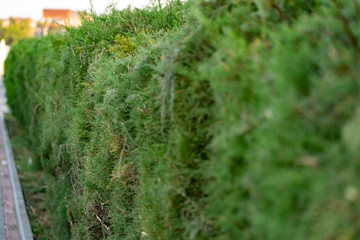 Twigs of thuja, a coniferous shrub, close-up on a blurred green background in sunlight with a yellow tinge on the side
