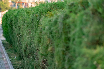Twigs of thuja, a coniferous shrub, close-up on a blurred green background in sunlight with a yellow tinge on the side
