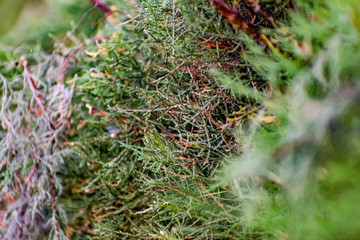 Twigs of thuja, a coniferous shrub, close-up on a blurred green background in sunlight with a...