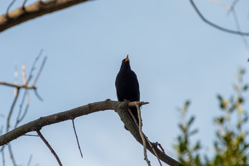 portrait of a blackbird looking into the camera, Blackbird that stopped to be photographed, with black feathers and orange beak and interesting look