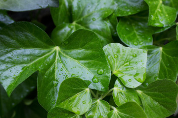 Close up green spring leaves background with drops of rain fresh growth nature environment concept