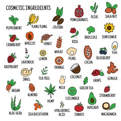 Hand-drawn plants flowers herbs fruits vegetables, oils. Cosmetic ingredients set. Vector collection of icons