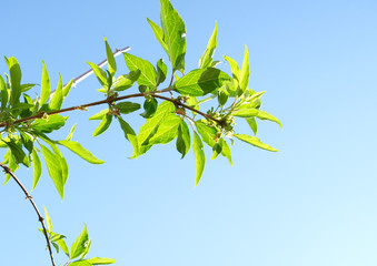 branche d'arbre sur fond de ciel bleu