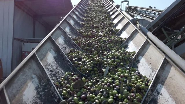  Olive oil processing. Fresh harvested Olives transported on long Conveyor Belts at a local Press factory.