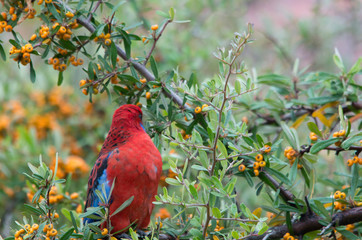 Wild Crimson Rosella eating berries from a tree in a backyard