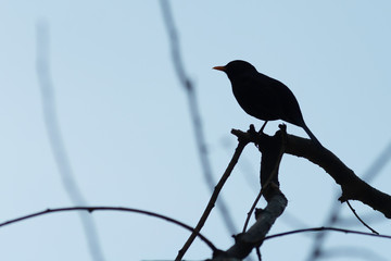 portrait of a blackbird looking into the camera, Blackbird that stopped to be photographed, with black feathers and orange beak and interesting look