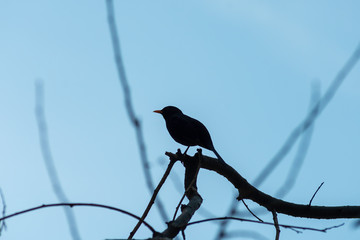 portrait of a blackbird looking into the camera, Blackbird that stopped to be photographed, with black feathers and orange beak and interesting look