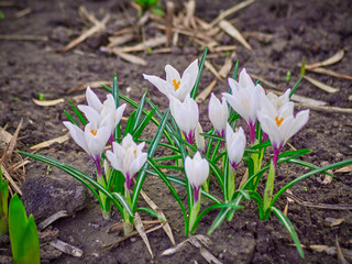 The first spring flowers bloom in the sun. Warm sunny day