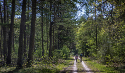 Having a stroll in the forest. Walking. Strollers. Spring in the forest. Schoonloo Drenthe...