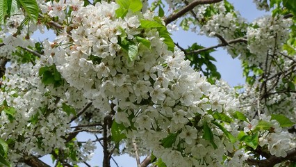 Wiosenne majowe kwitnienia - obrazy, fototapety, plakaty