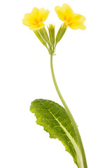 Yellow flowers of primrose, isolated on white background
