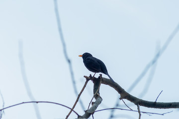 portrait of a blackbird looking into the camera, Blackbird that stopped to be photographed, with black feathers and orange beak and interesting look