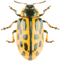 Leaf beetle Chrysomela vigintipunctata or spotted willow leaf beetle isolated on white background....