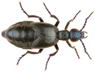 Meloe proscarabaeus is a European oil beetle in the family Meloidae. Dorsal view of female blister beetle Meloe proscarabaeus isolated on white background.