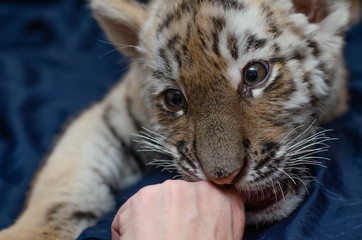 Photo of a tiger cub playfully biting a human hand on a blue background