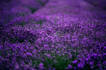 Fototapeta na wymiar sea of lavender flowers focused on one in the foreground. lavender field