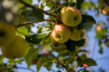 Ripe liquid apples hanging on a tree in the garden, Sunny day