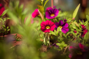 red pink and purple violets grow in the garden, Sunny weather