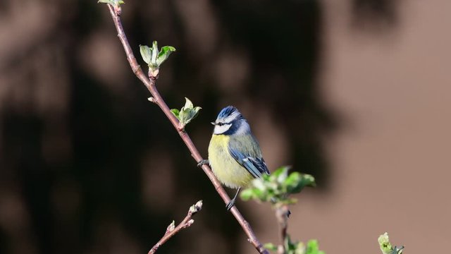 Blue tit search feed on the apple tree and call, spring, (parus caeruleus), germany