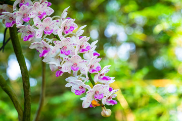 Rhynchostylis gigantea orchids are planted and bloomed in the garden.