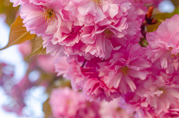 Beautiful lush flowering sakura tree. Pink fluffy flowers.