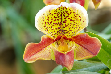 Fototapeta premium Beautiful paphiopedilum orchid flowers in garden.
