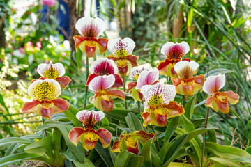 Beautiful paphiopedilum orchid flowers in garden.
