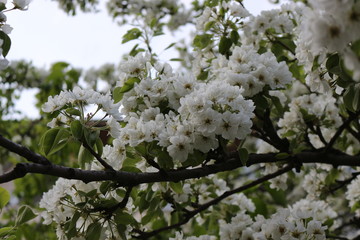 Delicate white flowers bloomed from buds on a pear in spring