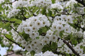 Delicate white flowers bloomed from buds on a pear in spring