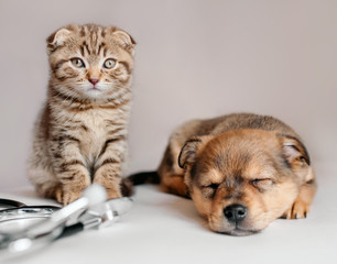 kitten and sleeping puppy in the vet's office, next to a stethoscope