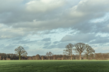 Bare trees in sunlight in countryside under blue cloudy sky.