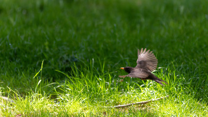 portrait of a blackbird looking into the camera, Blackbird that stopped to be photographed, with black feathers and orange beak and interesting look