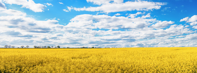 Panoramic of Yellow Rapeseed field and blue cloudy sky on spring hot day. Usual rural England landscape in Yorkshire