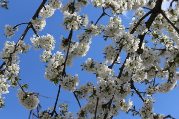 Delicate white flowers bloomed from buds on a pear in spring