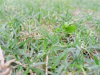 green grass background