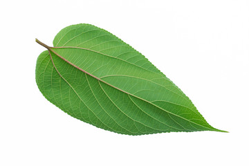 Green Trema Leaves orientalis isolated on a white background, tropical tree.