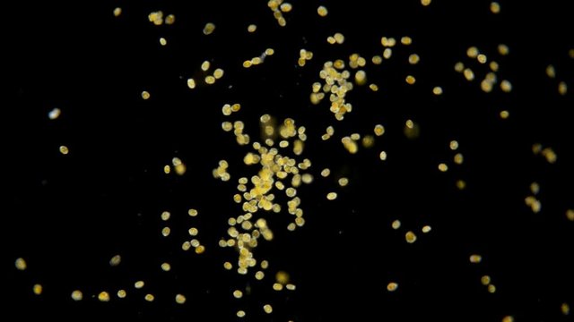 phytoplankton of the Black Sea, a colony of algae Dinoflagellata, or they are also called parasitic flagellates, mainly free-living photosynthetic organisms,