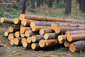 wooden store logs on meadow