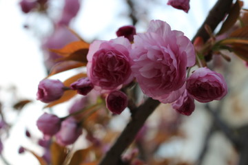 Delicate pink flowers bloomed from buds on a sakura in spring.