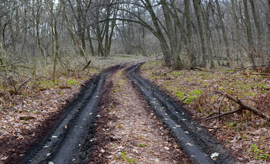 Fototapeta premium dirt road in autumn forest