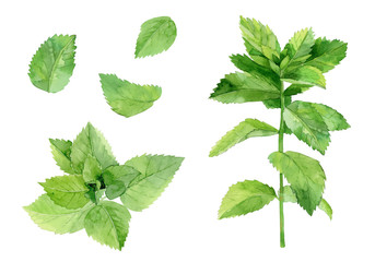 Naklejka na ściany i meble Mint leaves. Herbal plant set. Watercolour illustration isolated on white background.