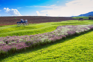 Fototapeta na wymiar Scenic View Of Agricultural Field Against Sky