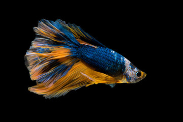 The beautiful moving moment colorful Betta fish, Siamese fighting fish in isolated on black background. 