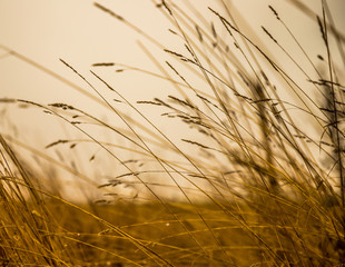 Autumn wind in the grass (texture)