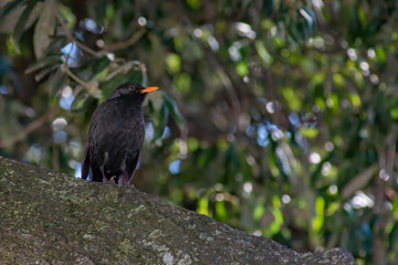 portrait of a blackbird looking into the camera, Blackbird that stopped to be photographed, with black feathers and orange beak and interesting look
