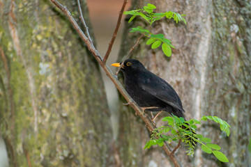 portrait of a blackbird looking into the camera, Blackbird that stopped to be photographed, with black feathers and orange beak and interesting look